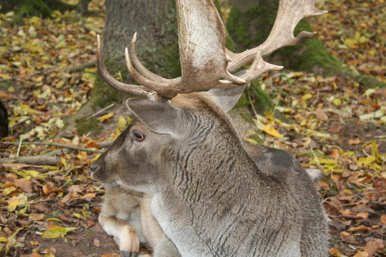 Alter Kornspeicher Ermsleben Buitenkant foto